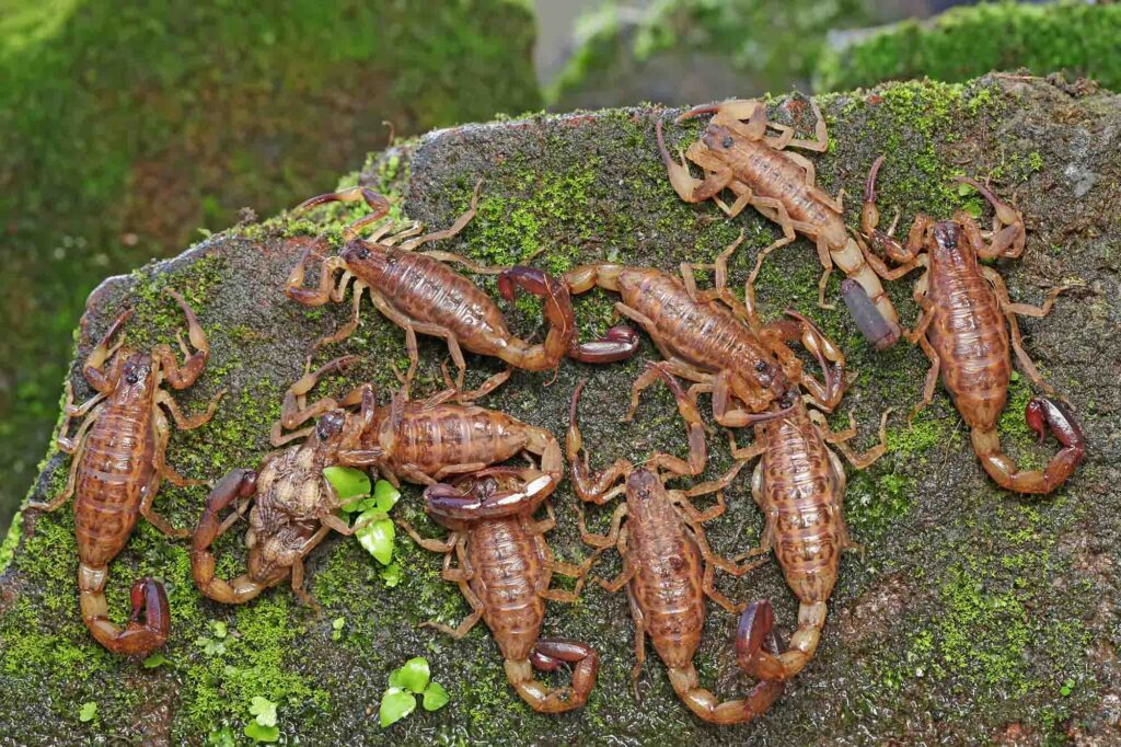 Group of scorpions