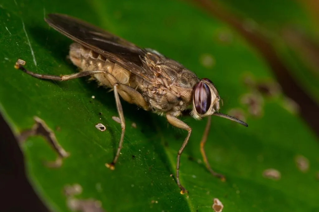 Tsetse flies are among the most dangerous animals that start with T!