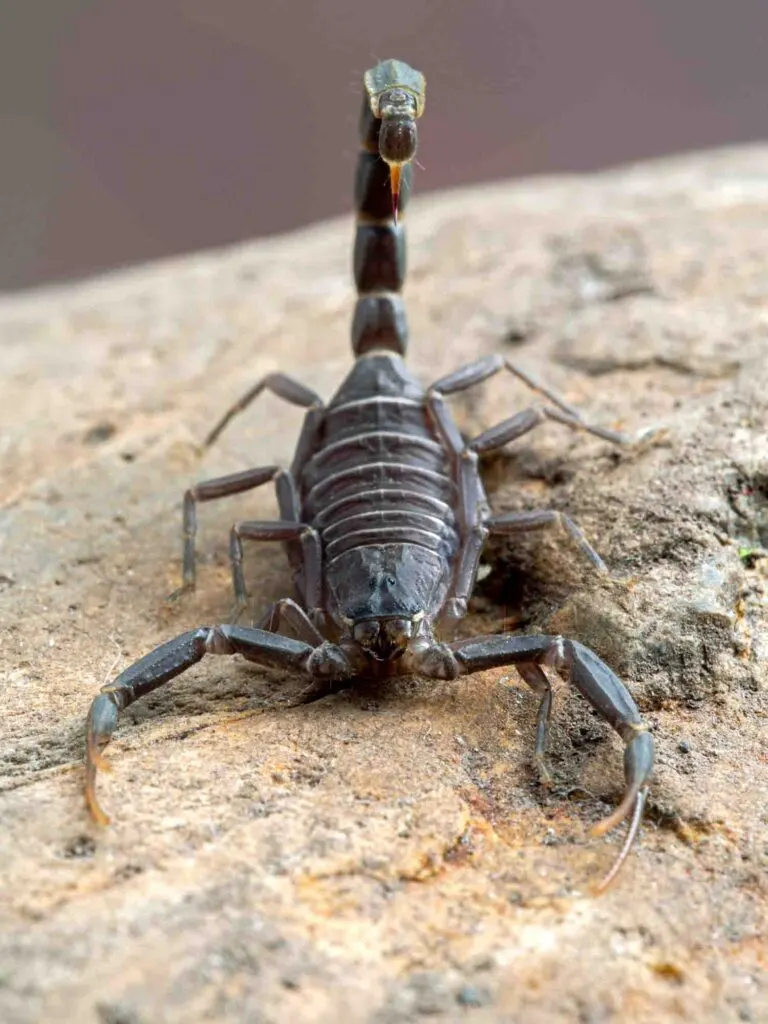 The Arabian fat tailed is one of the most dangerous species of scorpions