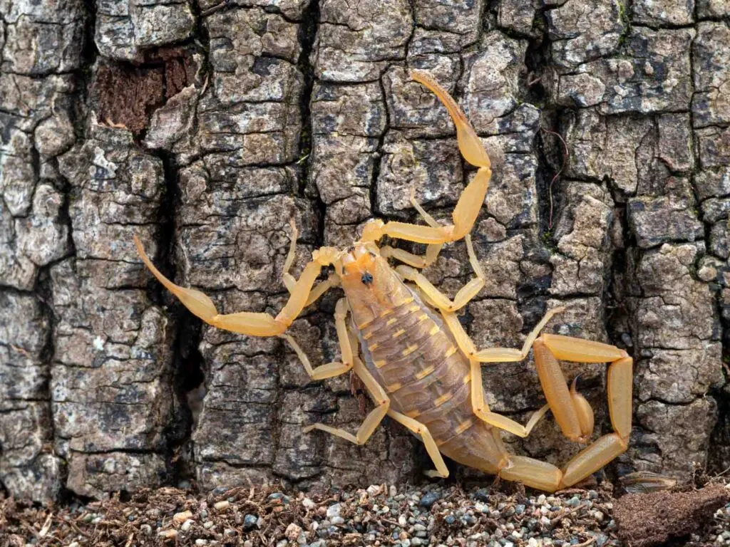 These are the most dangerous scorpions in America!