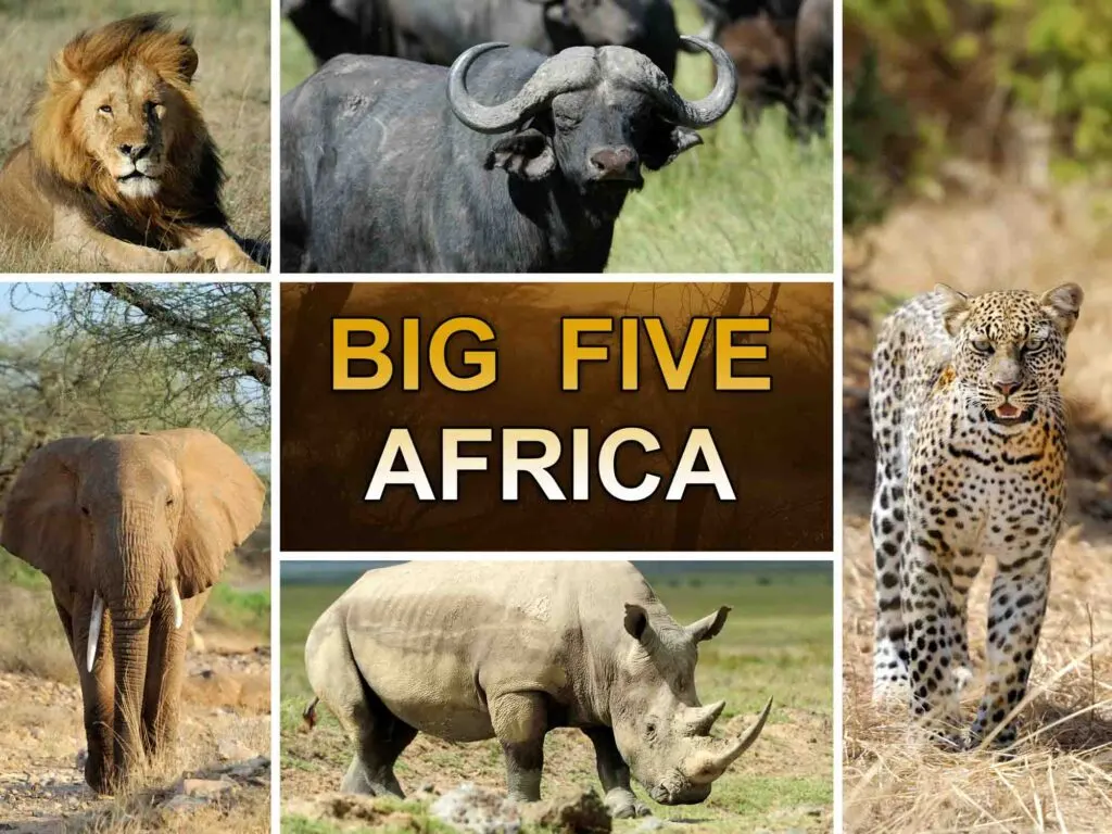 The Big Five Animals of Africa (Plus Wild Facts!)