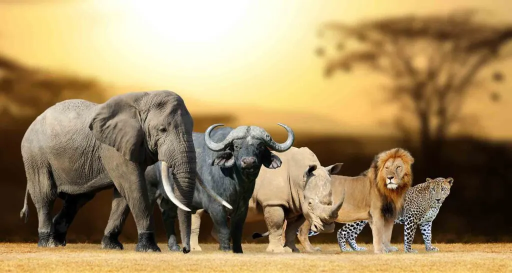 Collage of The Big Five - Lion, Elephant, Leopard, Buffalo and Rhinoceros