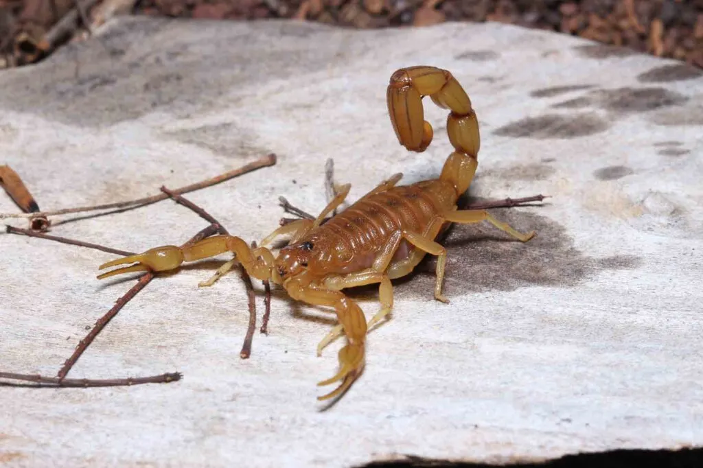 Brazilian yellow scorpion on sand