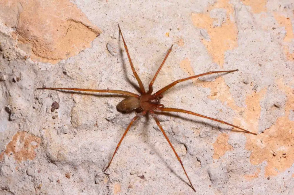 Brown recluse spider in own habitat