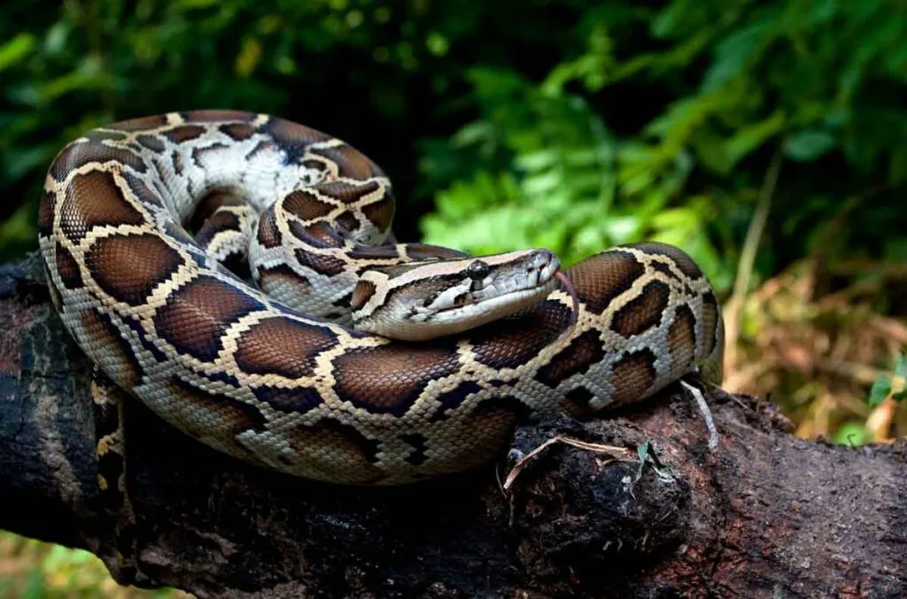 Burmese python snake (Python molurus bivittatus)