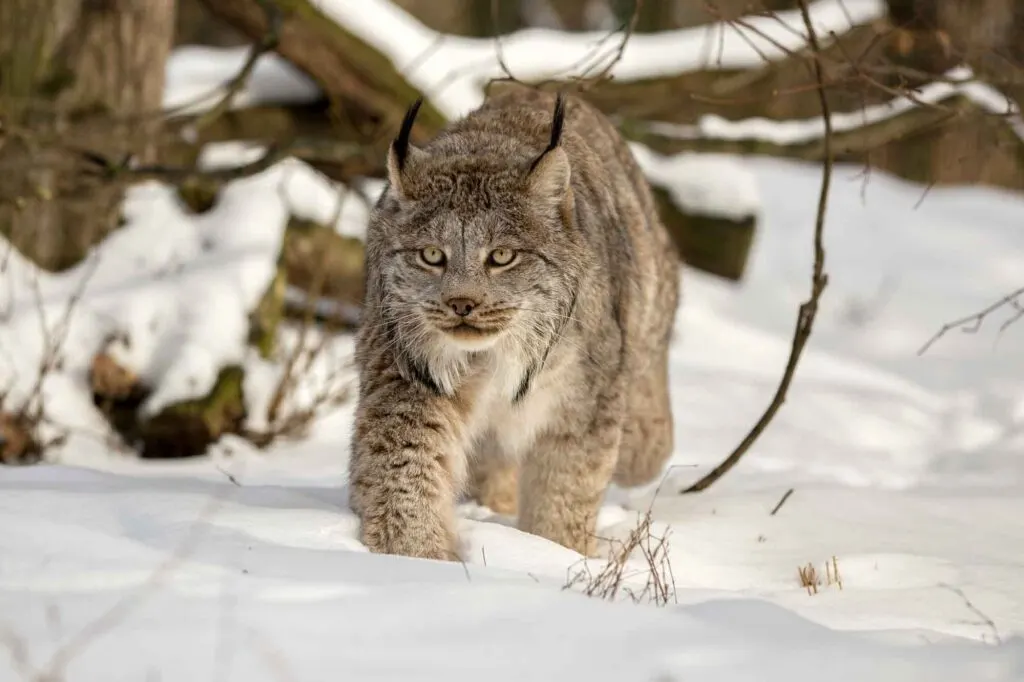 Canada lynx walking in deep snow