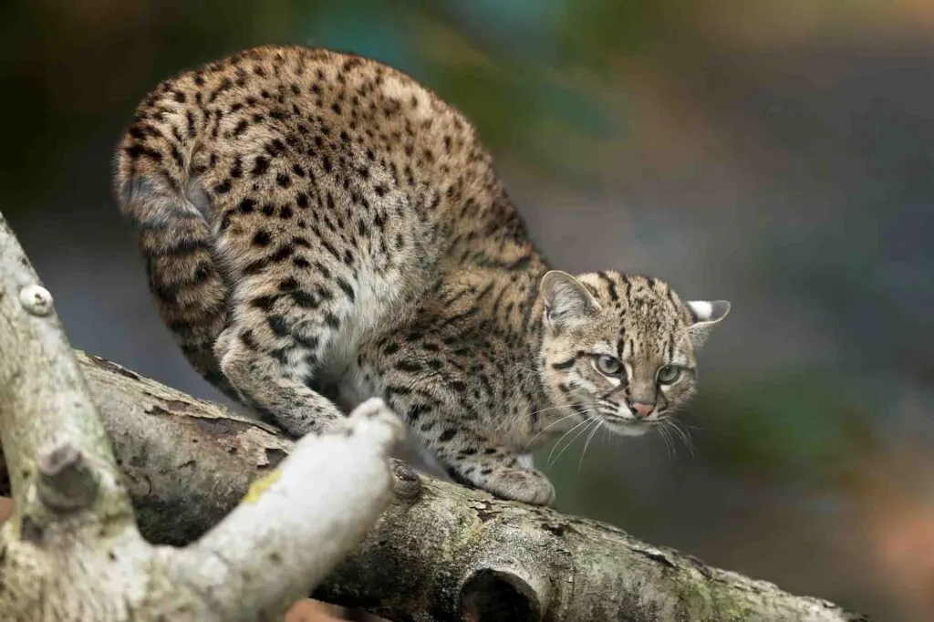 Geoffroy's cat, Leopardus geoffroyi, a wild cat native to South America on a branch