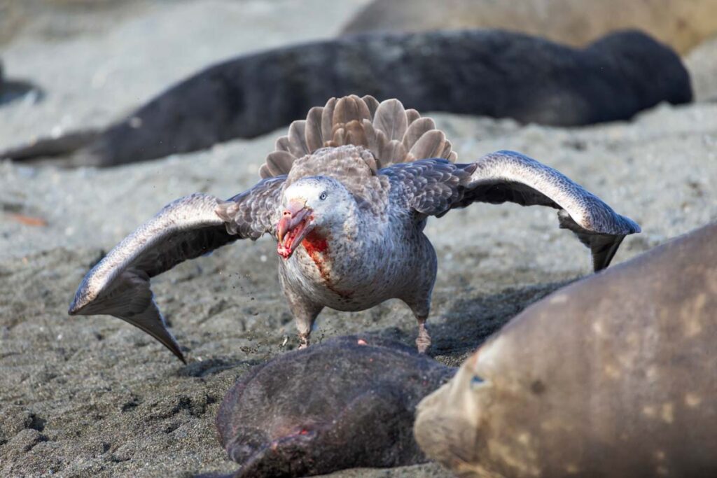 A giant petrel feeds on an elephant seal pup