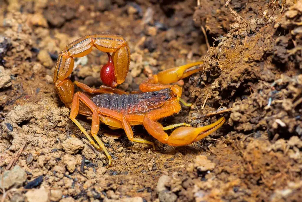 Indian Red Tail Scorpion on rocks