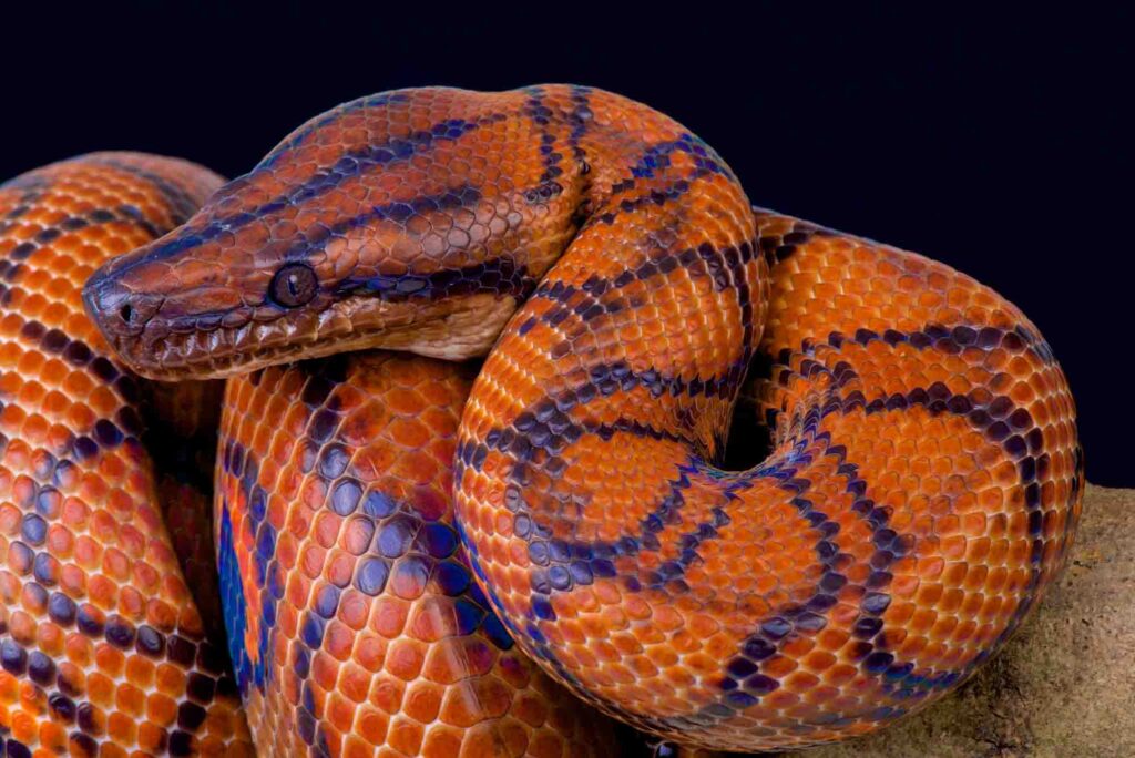 Rainbow boa snake curled up