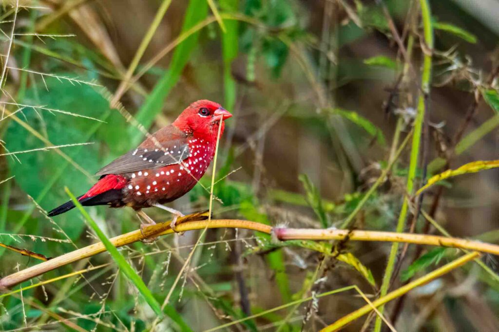 Red Avadavat bird perching on grass stem