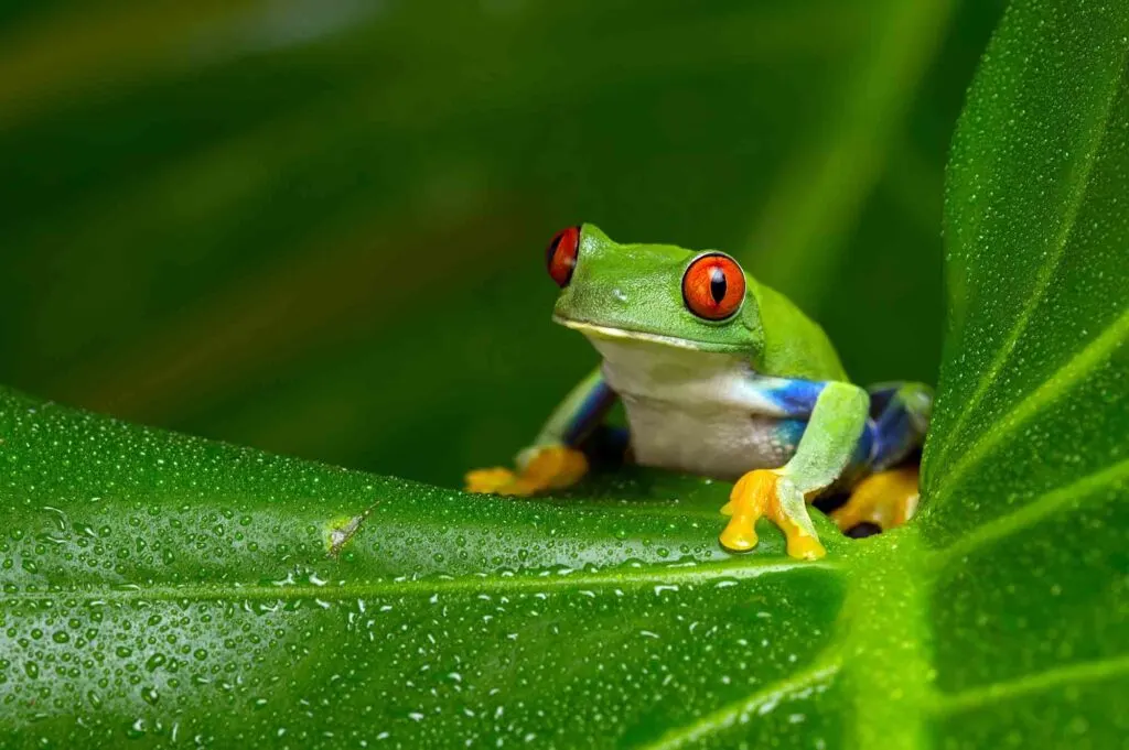 Red-eyed Amazon tree frog on leaf