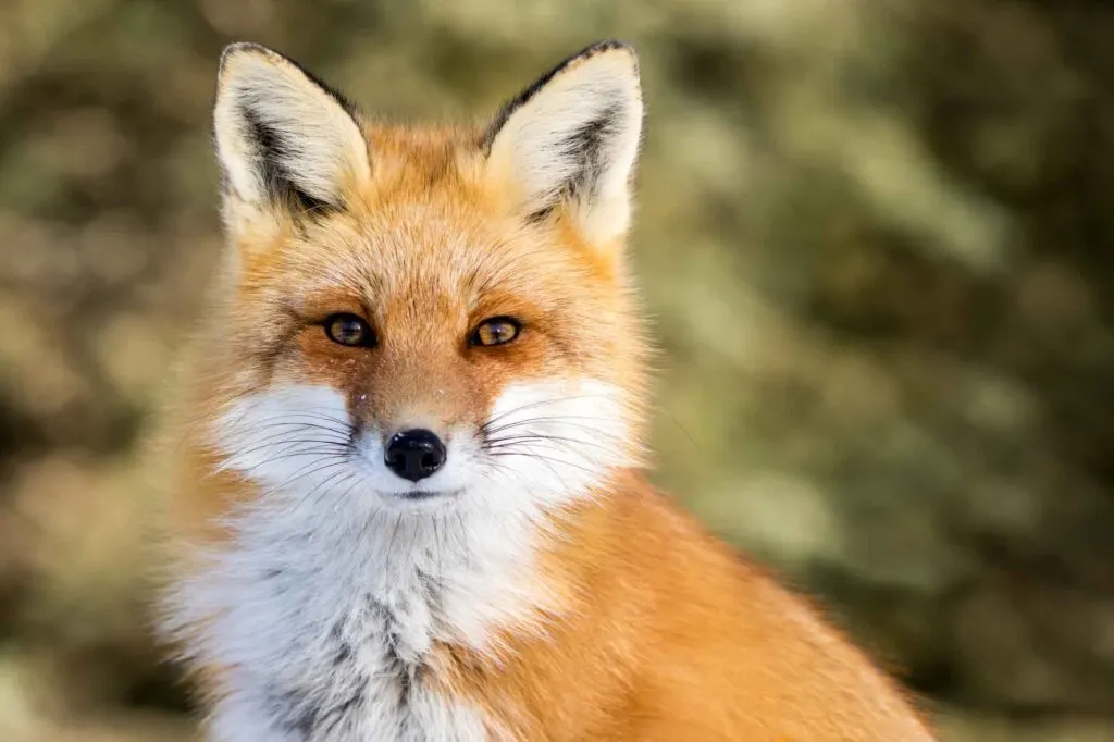 Red Fox sitting up looking at the camera