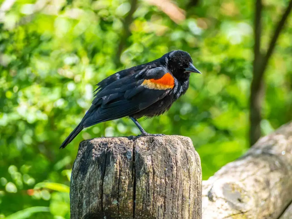 Red-winged blackbird is a passerine bird of the family Icteridae