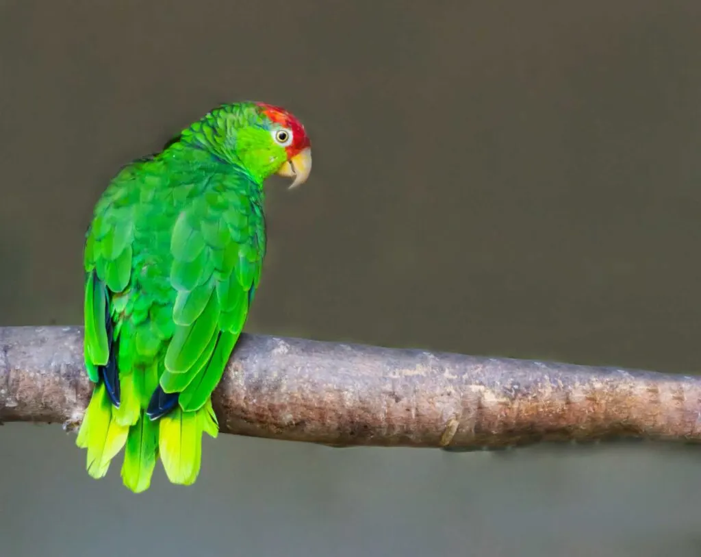 Red-crowned amazon parrot sitting on a branch