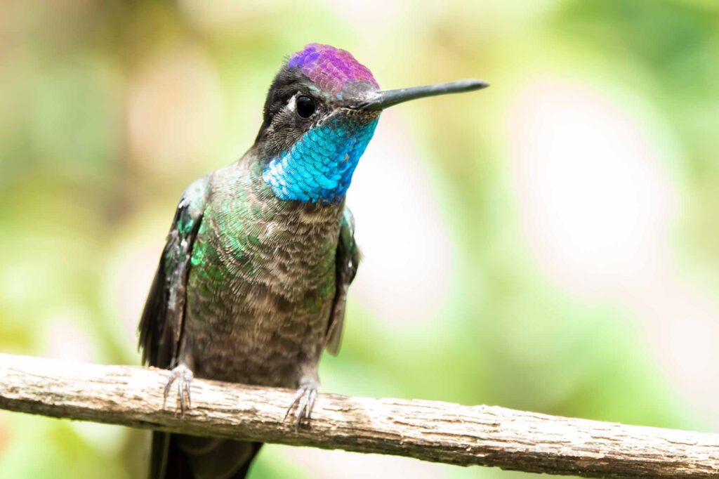 Rivoli's hummingbird male or magnificent hummingbird (Eugenes fulgens) at Boquete