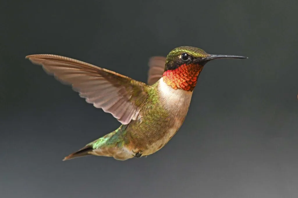 Ruby-Throated Hummingbird flying