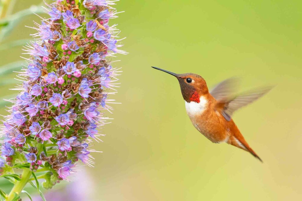 Rufous Hummingbird Eyeing on Nectar