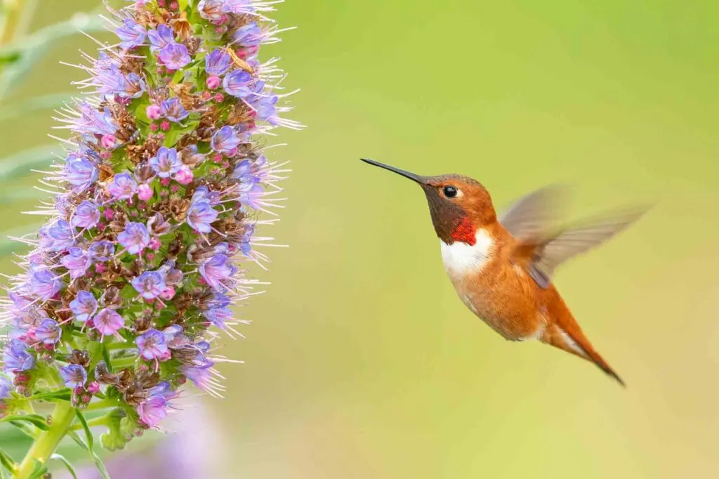 Rufous Hummingbird Eyeing on Nectar