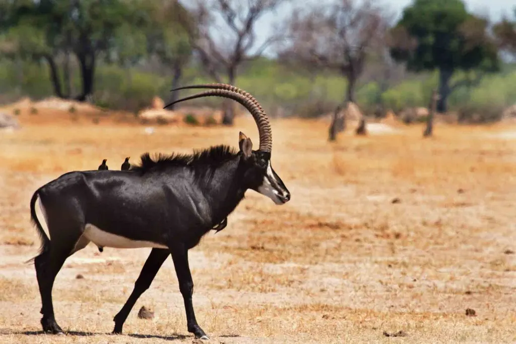 Large Male Sable Antelope with ox peckers perched on his back