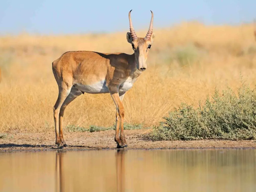 Critically endangered wild Saiga antelope near watering in steppe