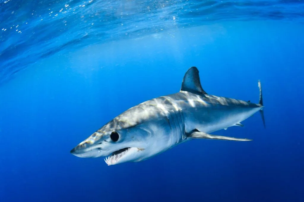 Shortfin mako shark close encounter