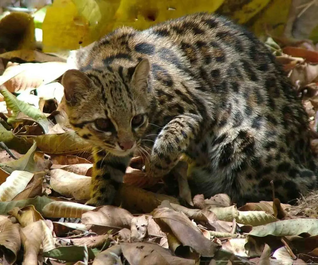 Southern tiger cat