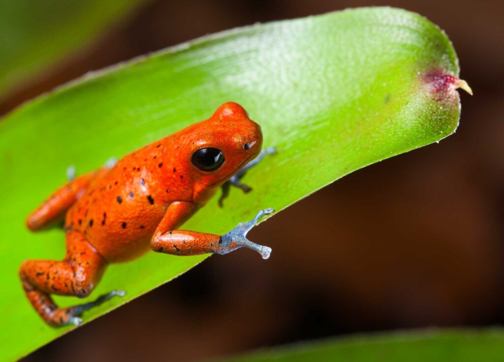 Strawberry poison dart frog on leaf