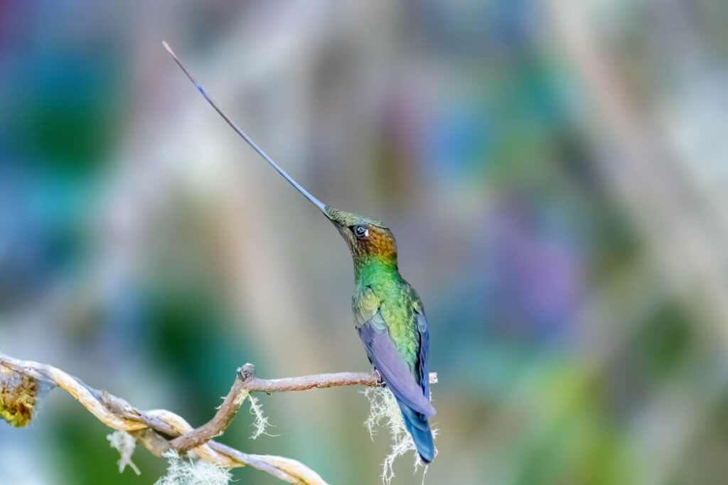 Sword-billed hummingbird is a neotropical species of hummingbird from South America