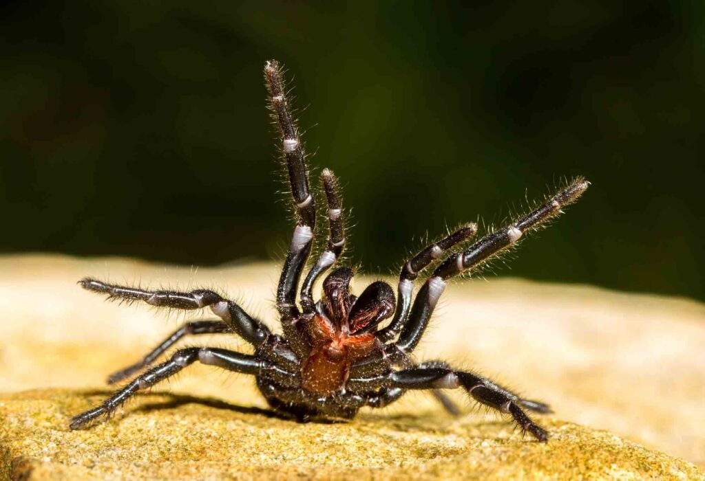 The Sydney funnel-web spider is the most venomous spider in the world!