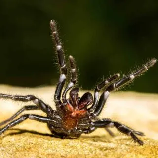 Sydney Funnel Web Spider in attack position