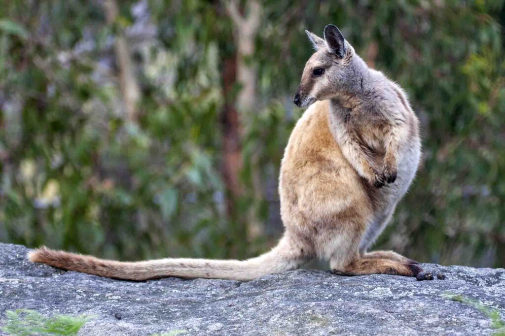 Tammar Wallaby sits on a rock and observes the surroundings