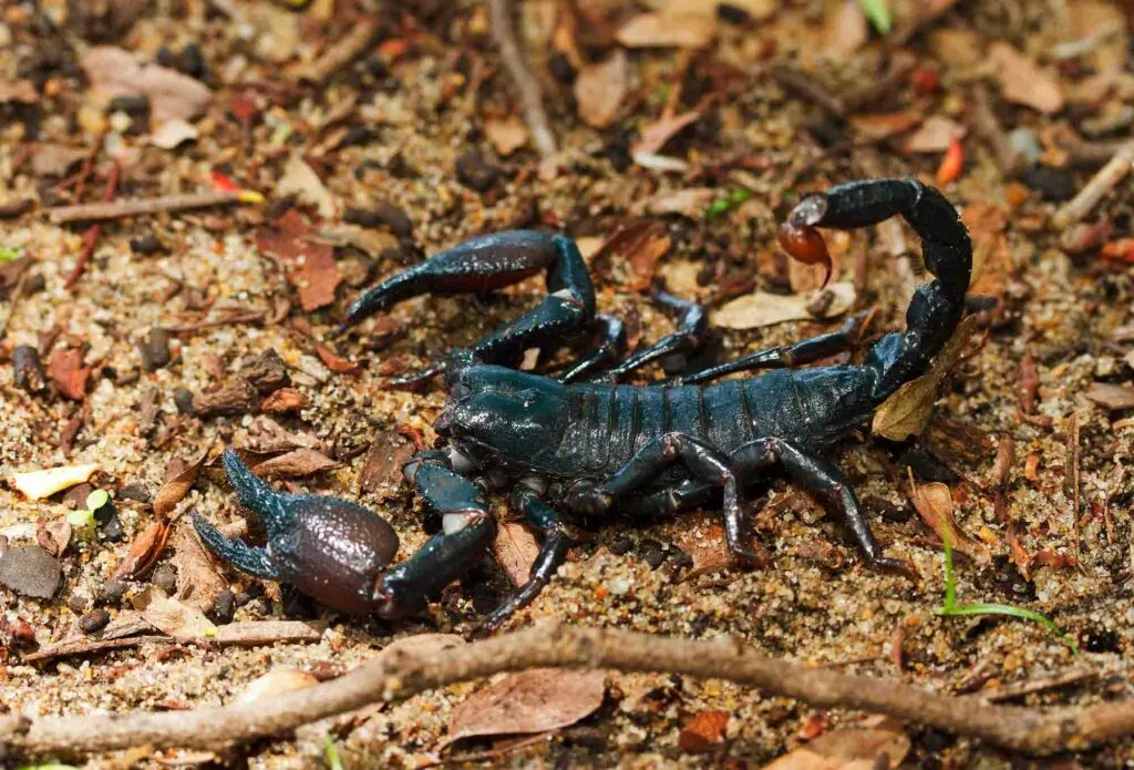 The Tanzanian Red-clawed Scorpion walks on the forest floor