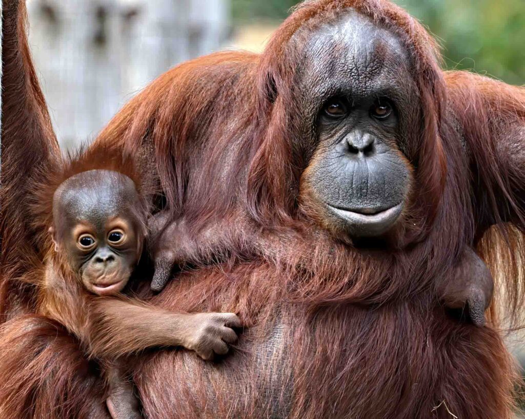 Female Tapanuli orangutan holding a baby next to her breast