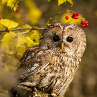 Tawny Owl on tree
