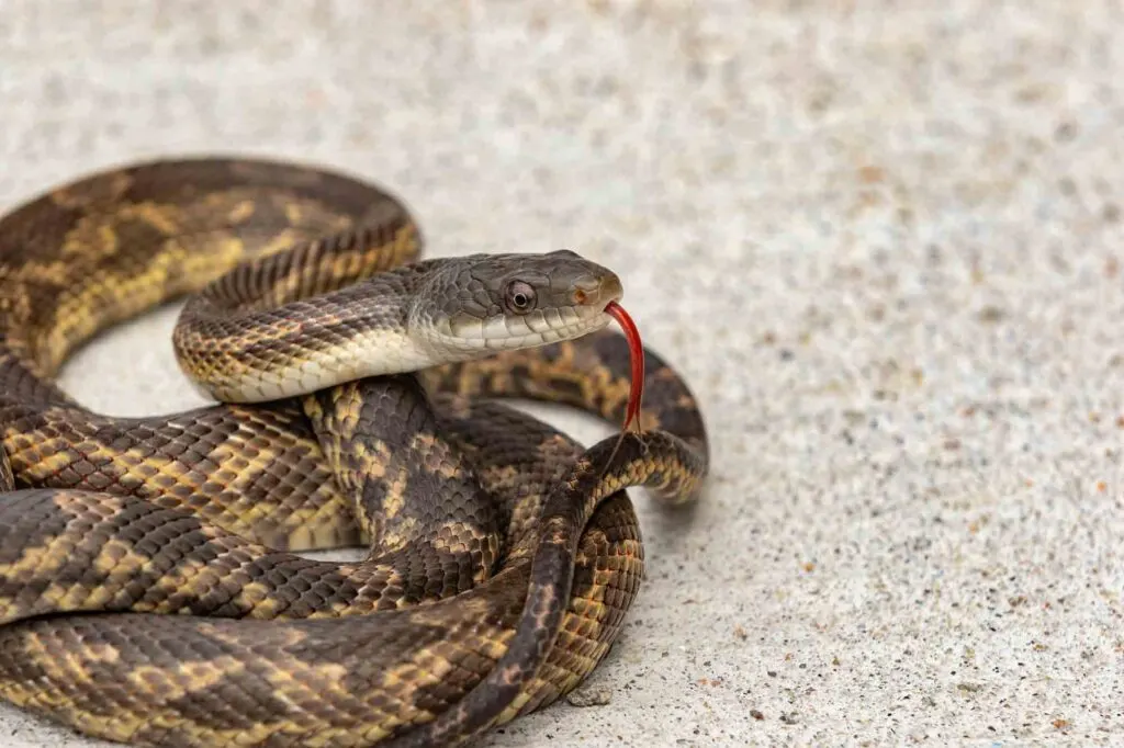 The Texas rat snake is one of the most commonly encountered species of non-venomous snake in North Texas