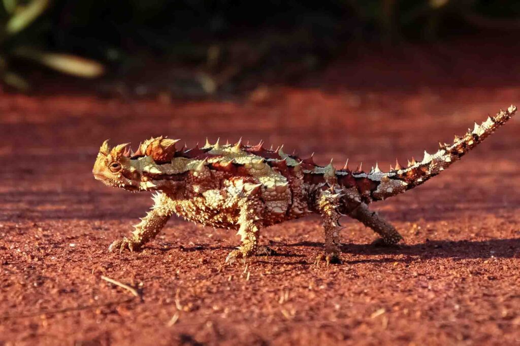 A Thorny Devil in the red desert sand