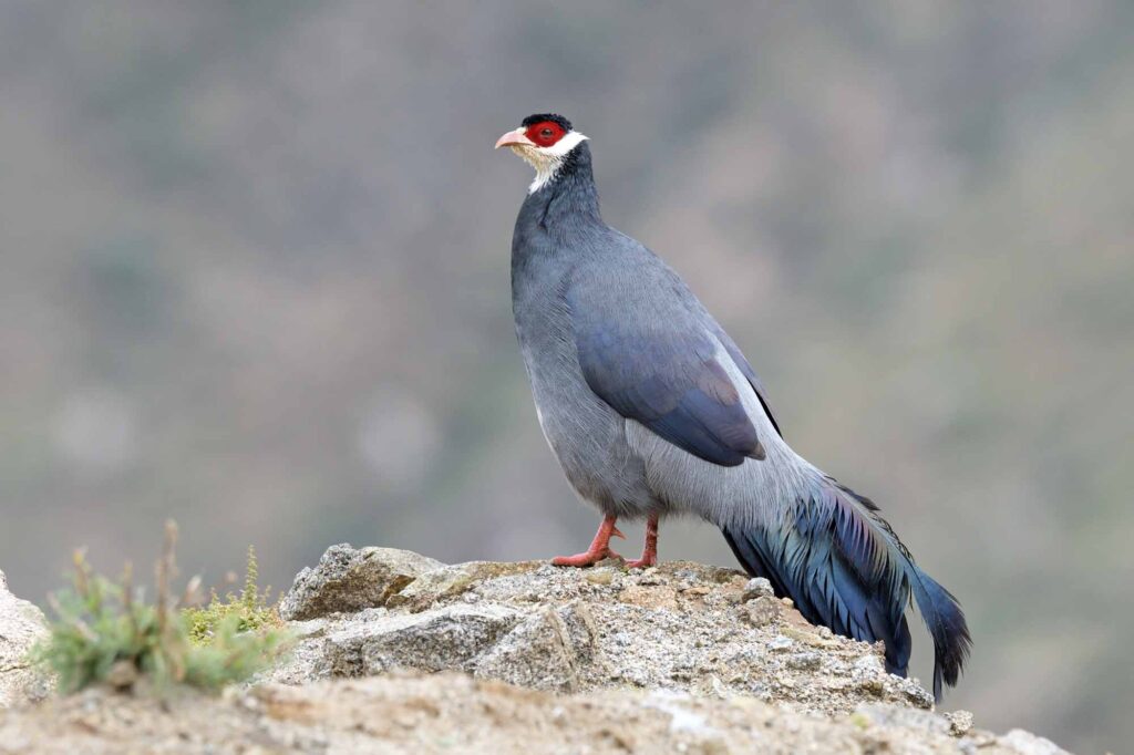Tibetan Eared Pheasant standing on the edge of a cliff
