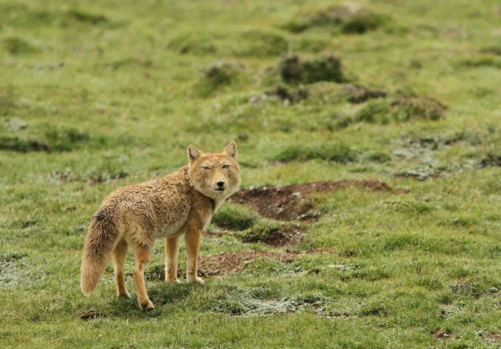 Tibetan sand fox walking on the upland plains