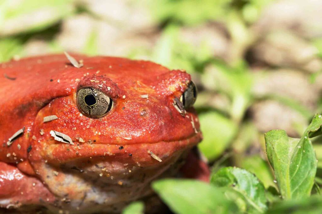 Big red Tomato frog