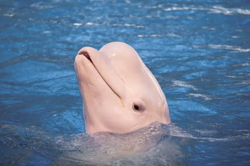 Tucuxi, also known as white dolphin, sticking out of water