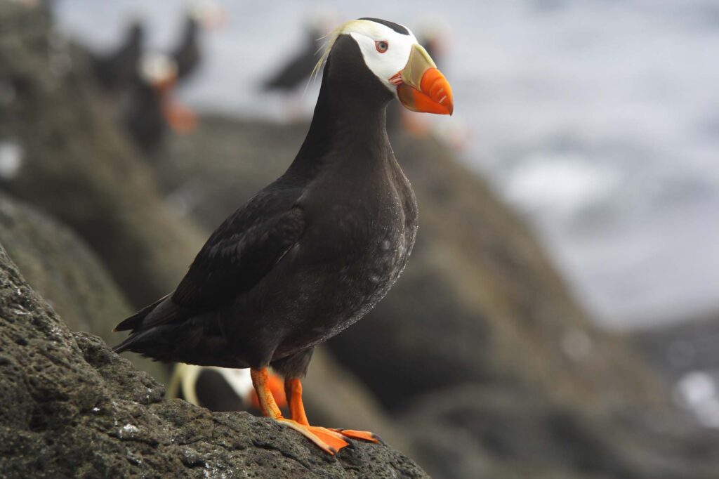 Tufted puffin standing on rock