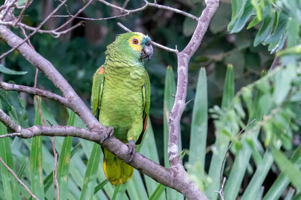 A Turquoise-fronted Parrot seen from the front