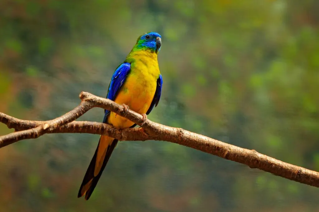 Turquoise parrot sitting on the branch