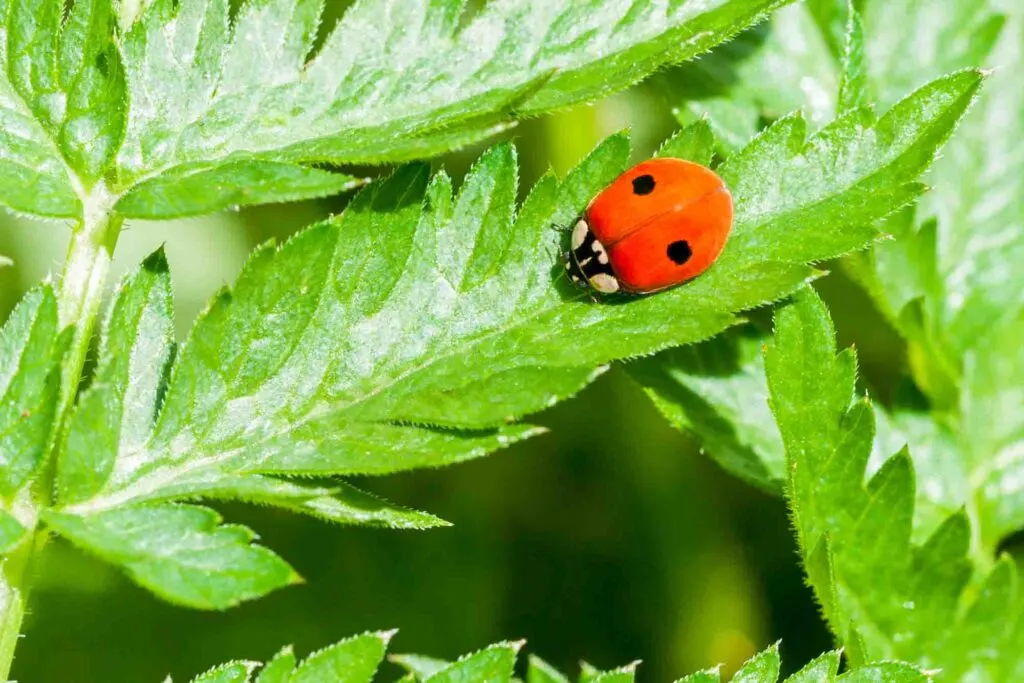 Two spotted lady beetle on leaf