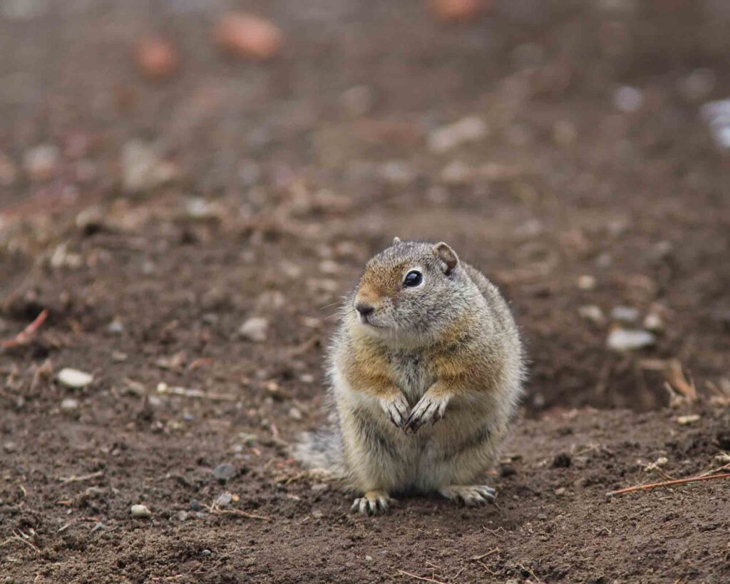 Uinta ground squirrel standing up