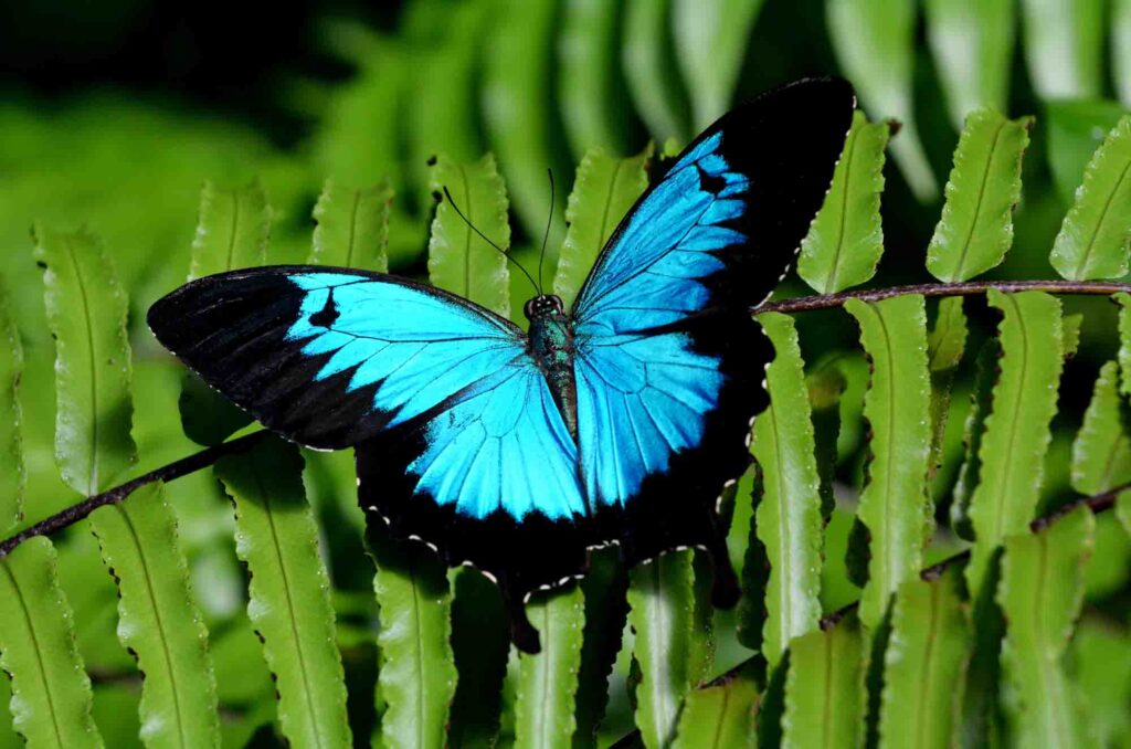 Ulysses butterflies are among the prettiest animals that start with U!