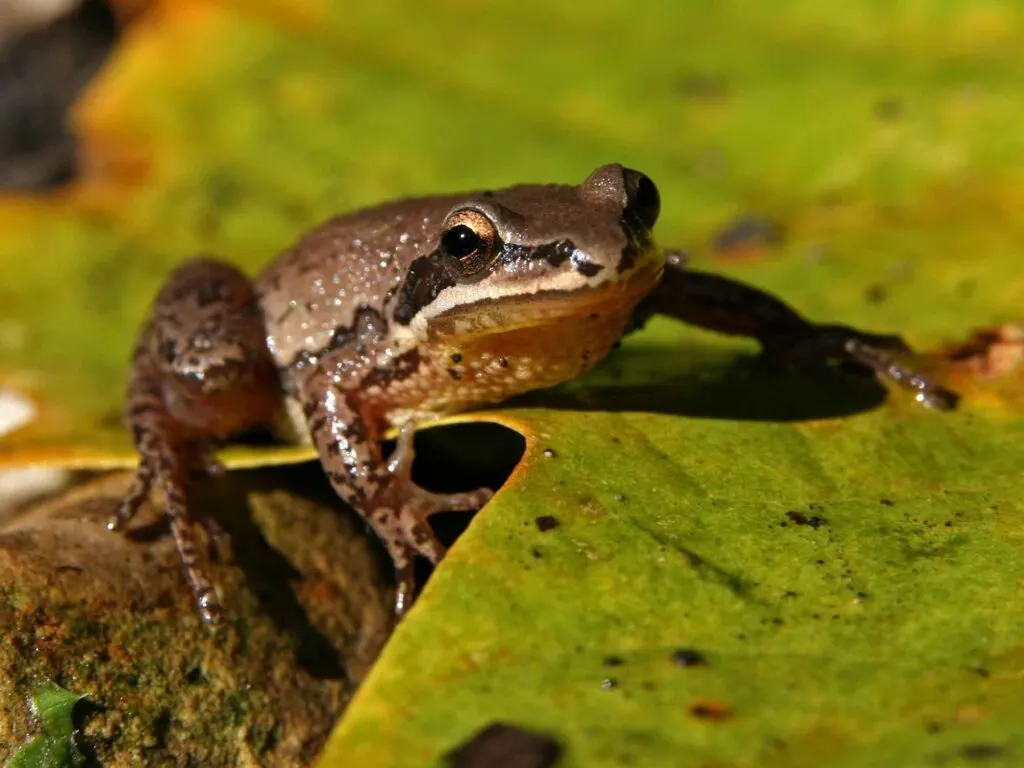 Upland Chorus Frog (Pseudacris feriarum) on leaf