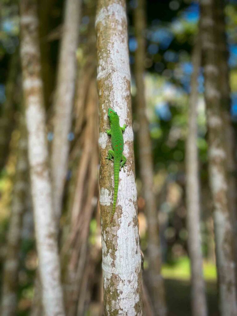 Upland forest day gecko in Mauritius