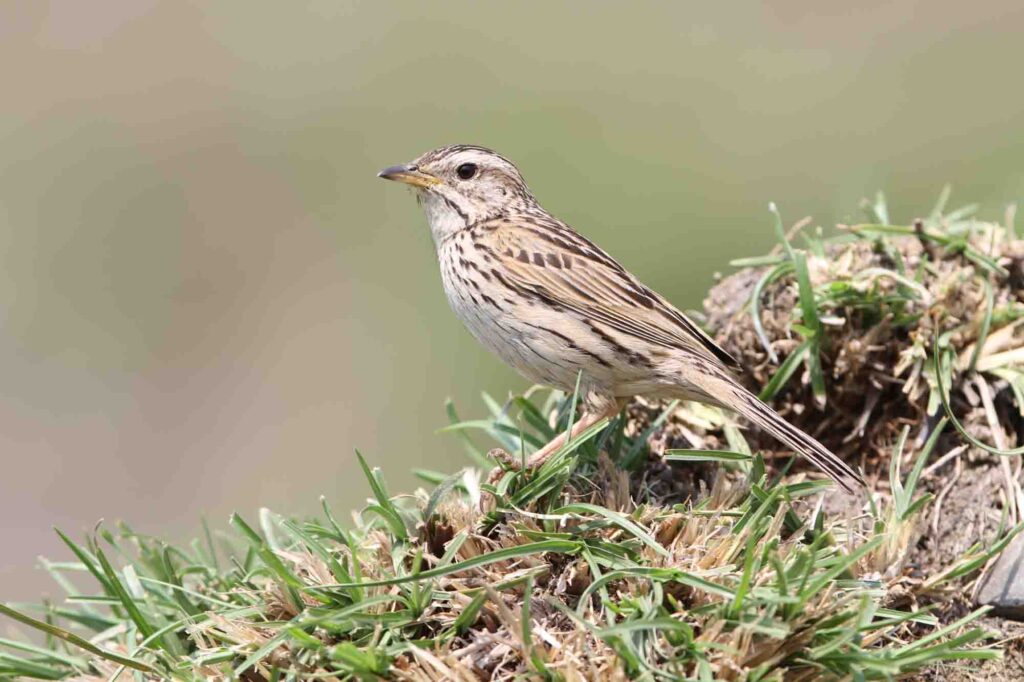 Upland Pipit (Anthus sylvanus) standing on the ground